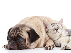 Pug and cat resting
