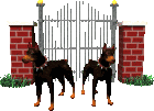 guard doberman gif guard doberman gif